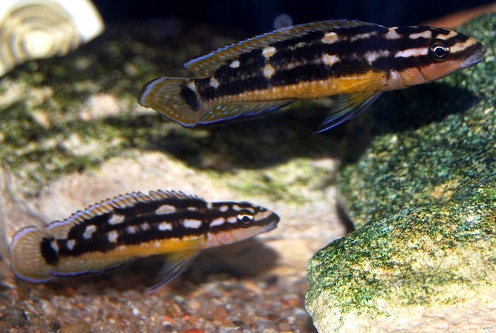Julidochromis sp. 'ornatus kapampa' Kazia